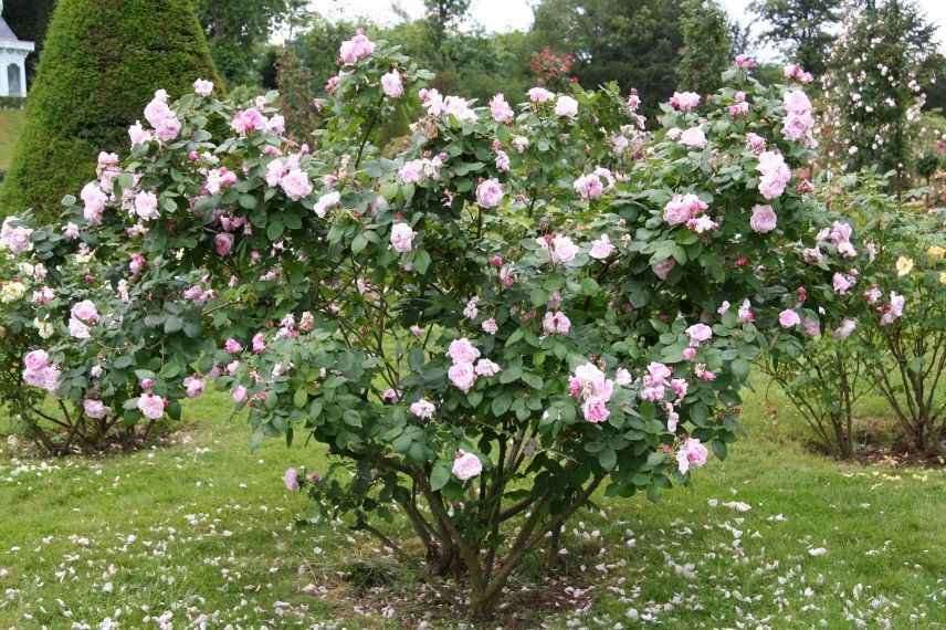 rosier fantin latour