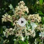 Tetradium danielii, l'arbre à miel pour les abeilles