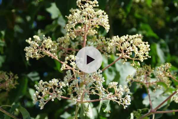 Tetradium danielii, l'arbre à miel pour les abeilles