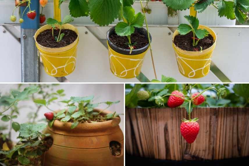 Cultiver des fraises sur un balcon, culture fraises sur balcon, fraises dans jardinière