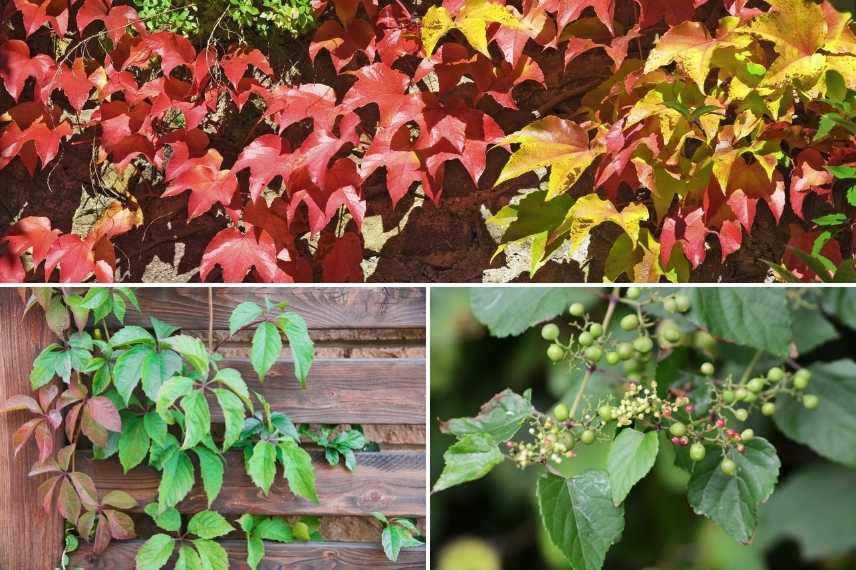 les plus belles vignes vierges, choisir vigne vierge, vigne vierge varietes