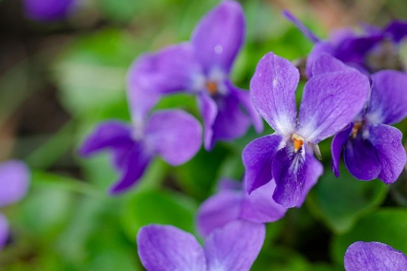 violette odorante ou viola odorata est la fleur pour réaliser un sirop de violette