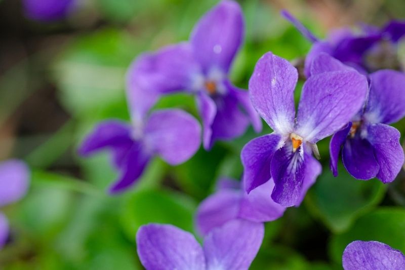 Idée recette - Sirop de violette – Cebenna