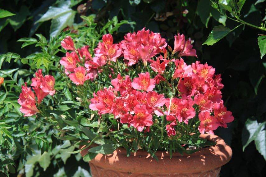 Alstroemeria