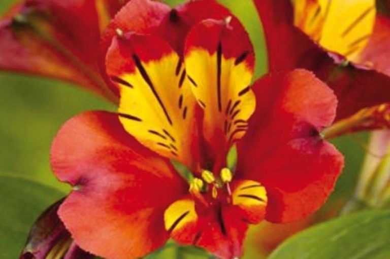 MIX DE ALSTROEMERIAS - Cia Das Flores