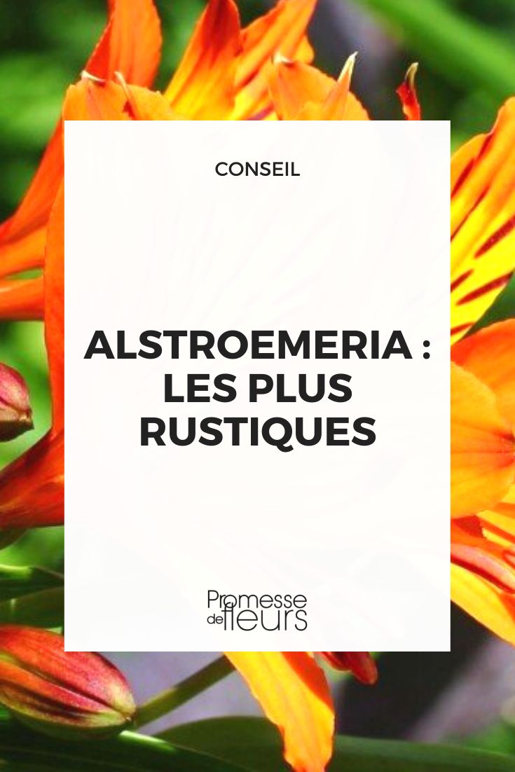 Alstroemeria résistants au froid