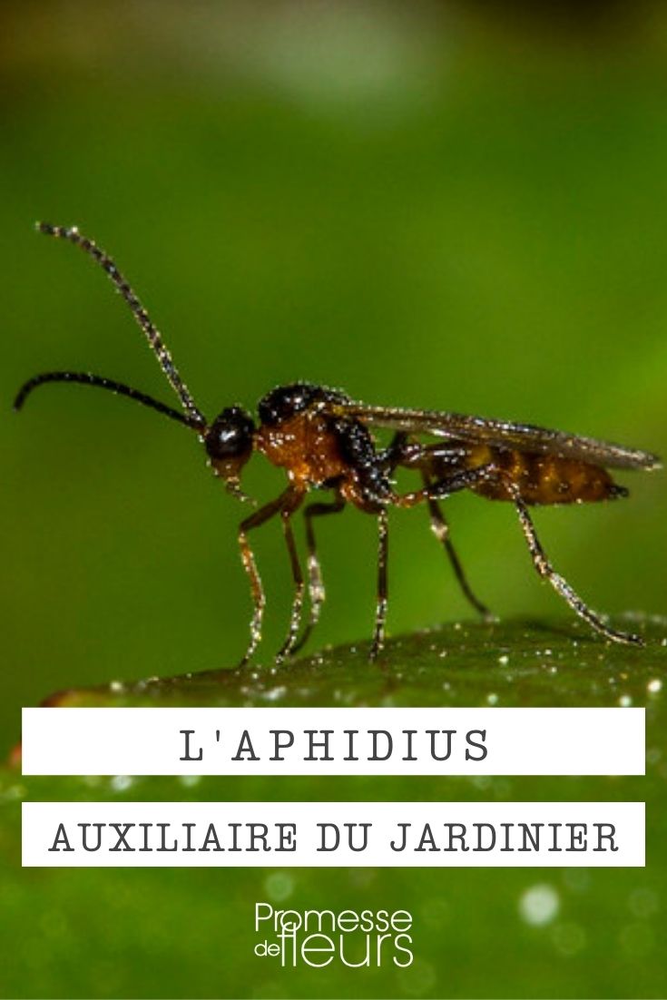 Aphidius insecte auxiliaire