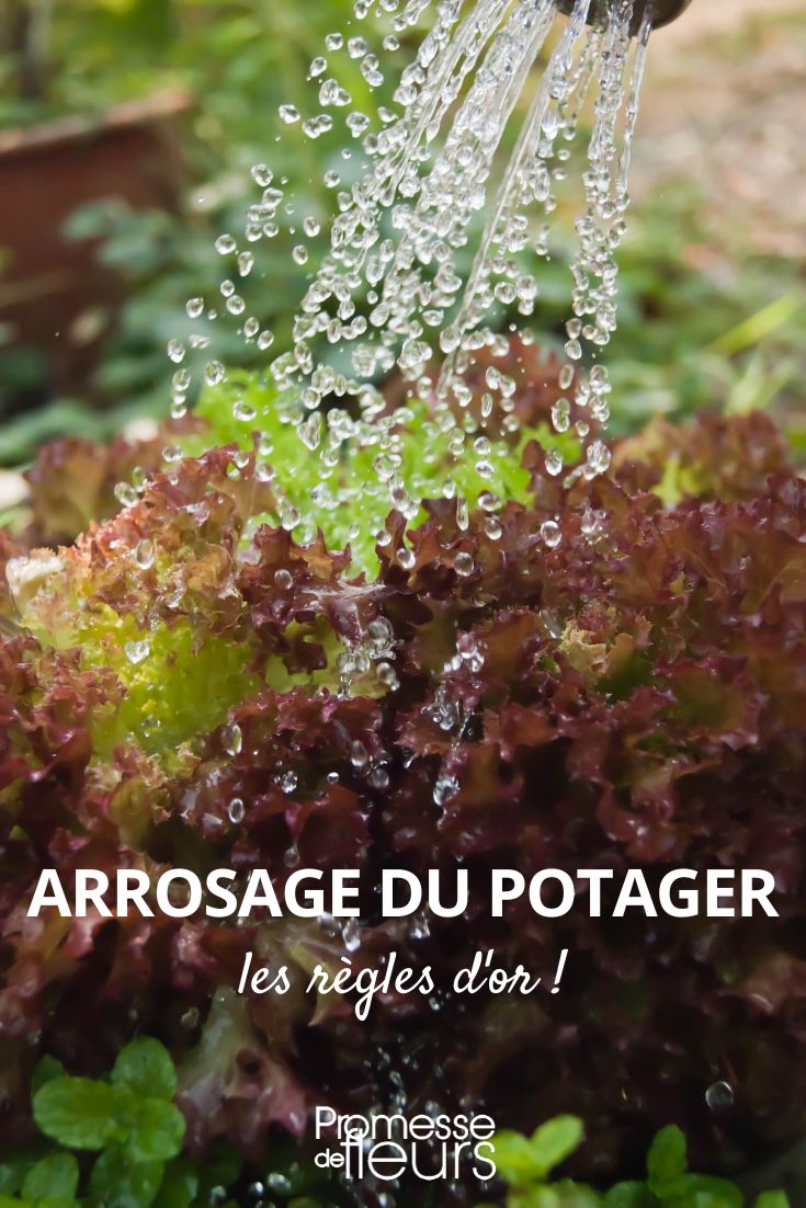 comment bien arroser potager fruits et légumes