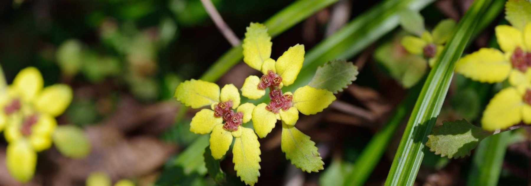 Associer le Chrysosplenium