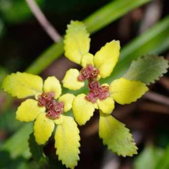 Associer le Chrysosplenium