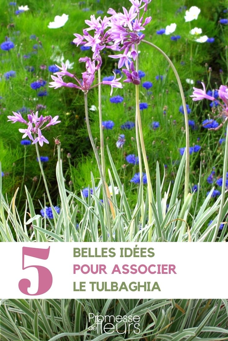 associations au jardin avec les Tulbaghias