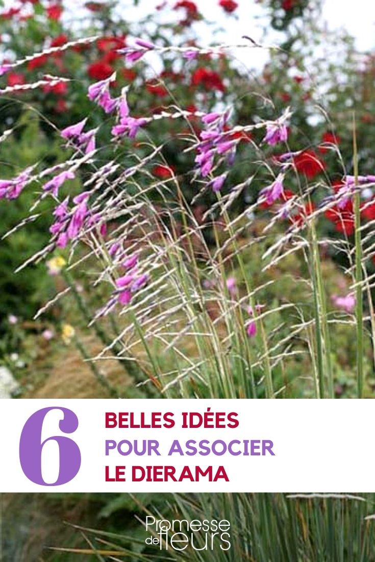 Associer le dierama