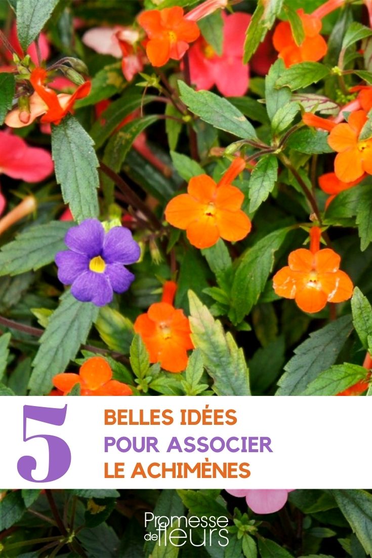 Associer les achimenes