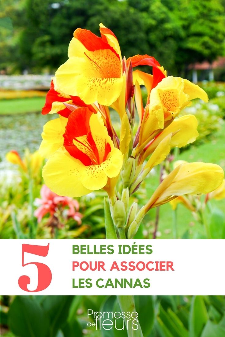 association cannas au jardin