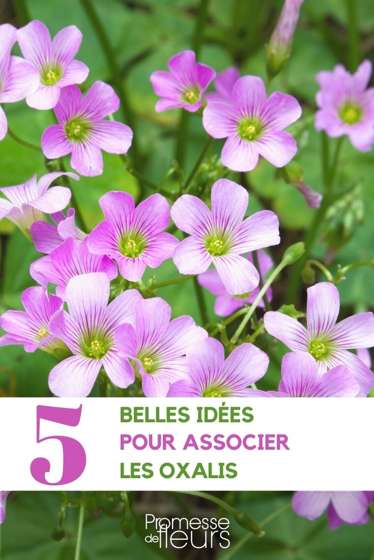 association Oxalis au jardin