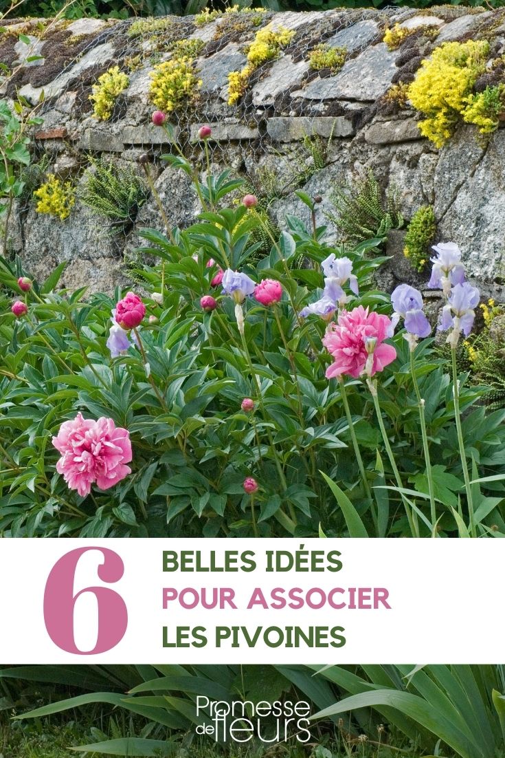 Associer les pivoines