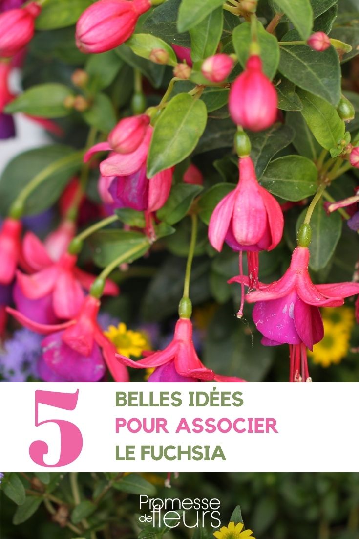 fuchsia association jardin terrasse balcon