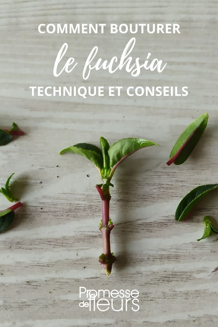 multiplier boutures fuchsia techniques et conseils