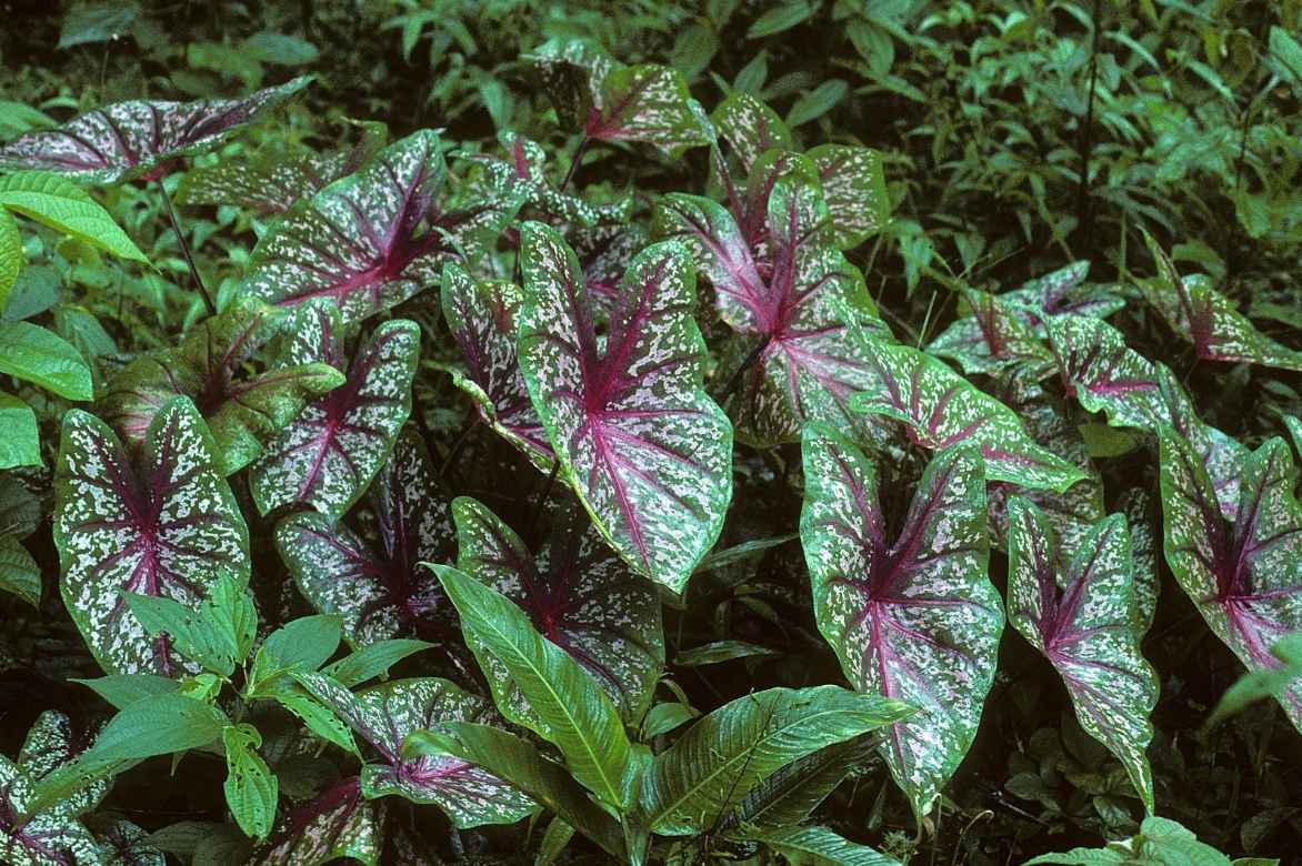 Caladium oreille d'elephant planter cultiver