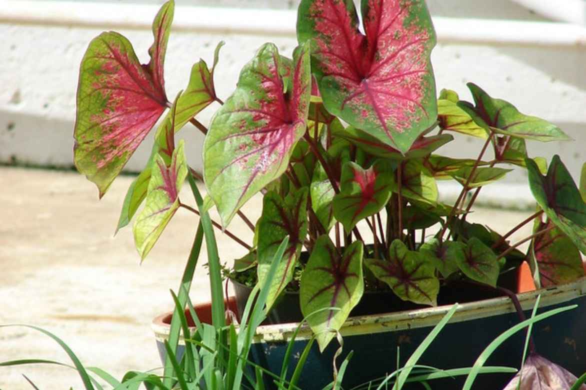 Caladium oreille d'elephant planter cultiver