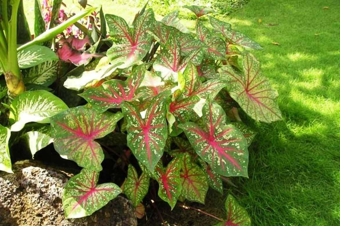 Caladium oreille d'elephant planter cultiver