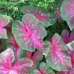 Caladium, Oreille d'éléphant : planter et cultiver