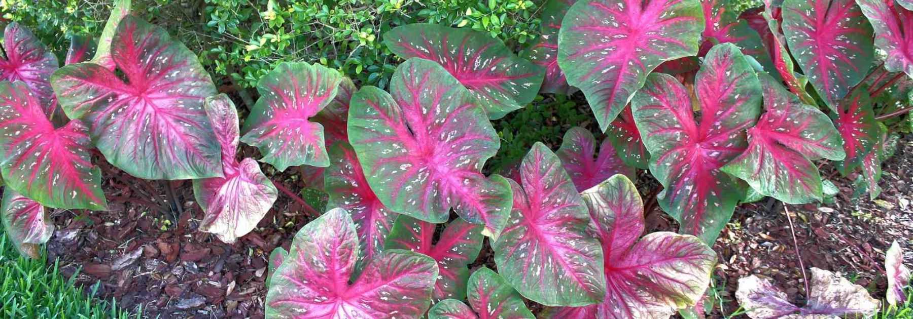 Caladium, Oreille d'éléphant : planter et cultiver