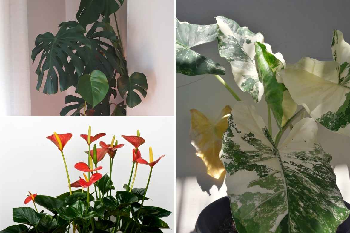 Caladium oreille d'elephant planter cultiver