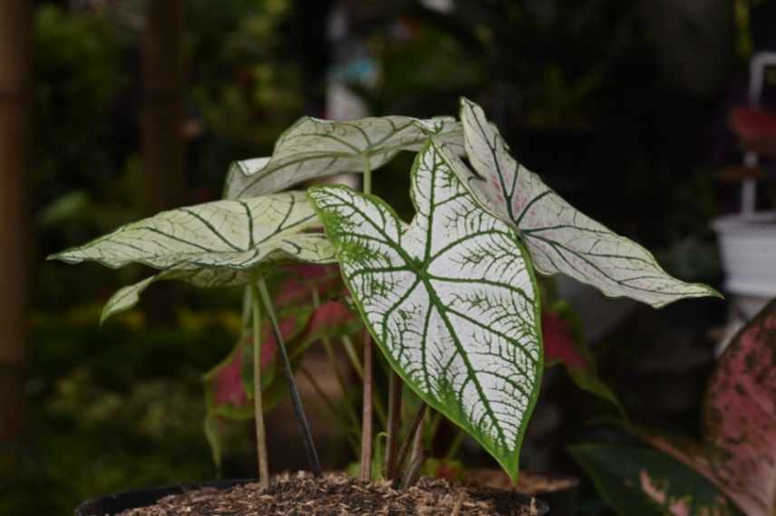 Caladium en pot, culture caladium pot, cultiver caladium pot