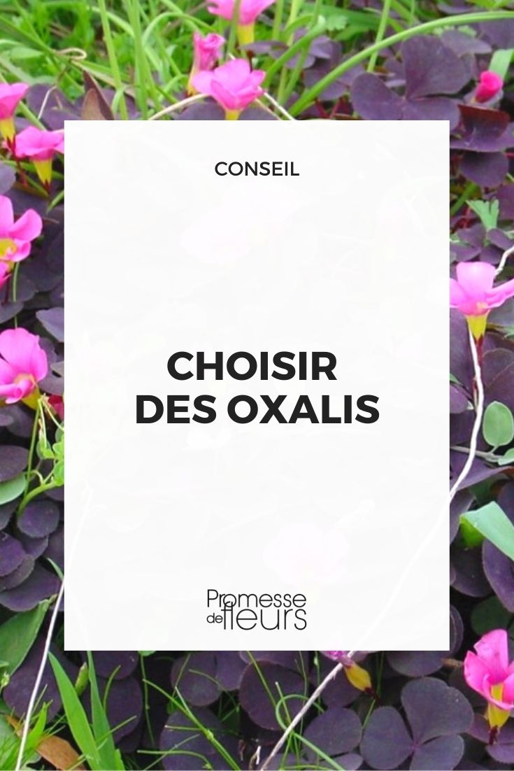 choix oxalis