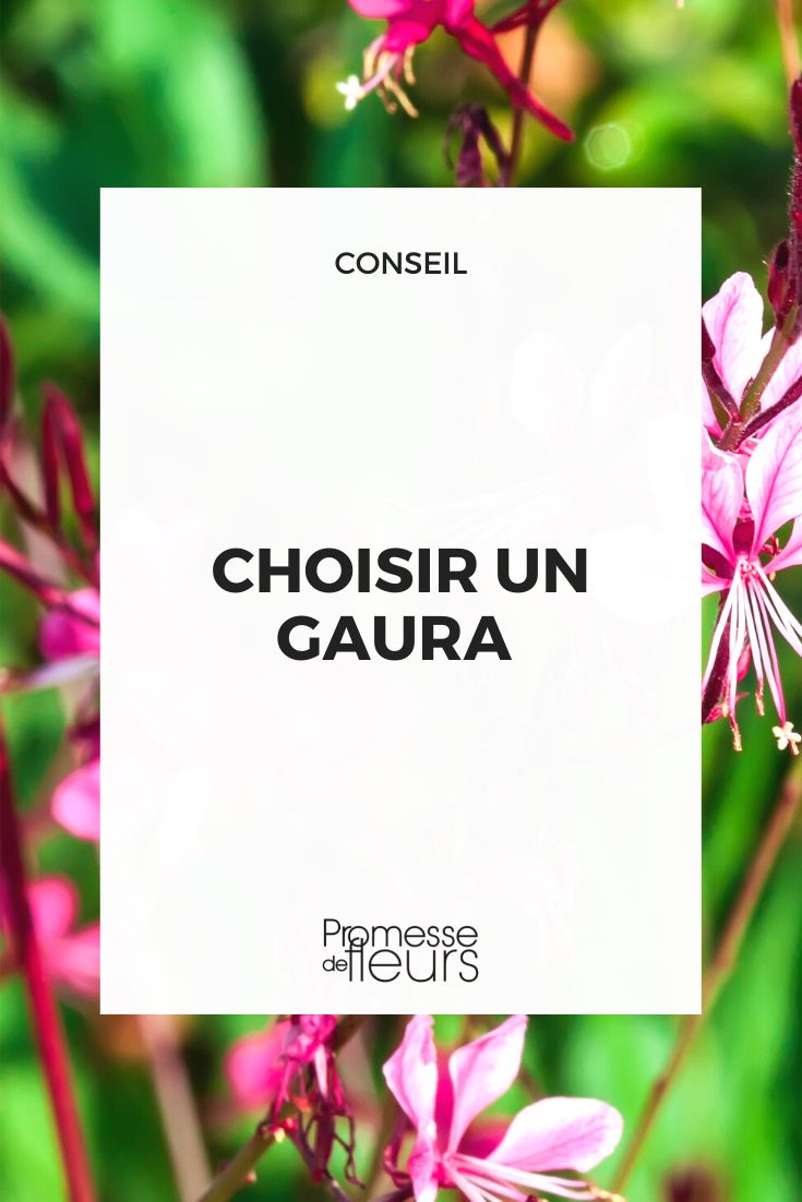 choix gaura