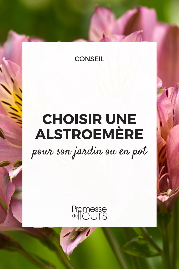 Choisir une alstroemeria