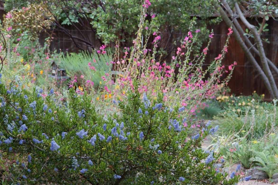 Godetia, Clarkia, fleur de satin