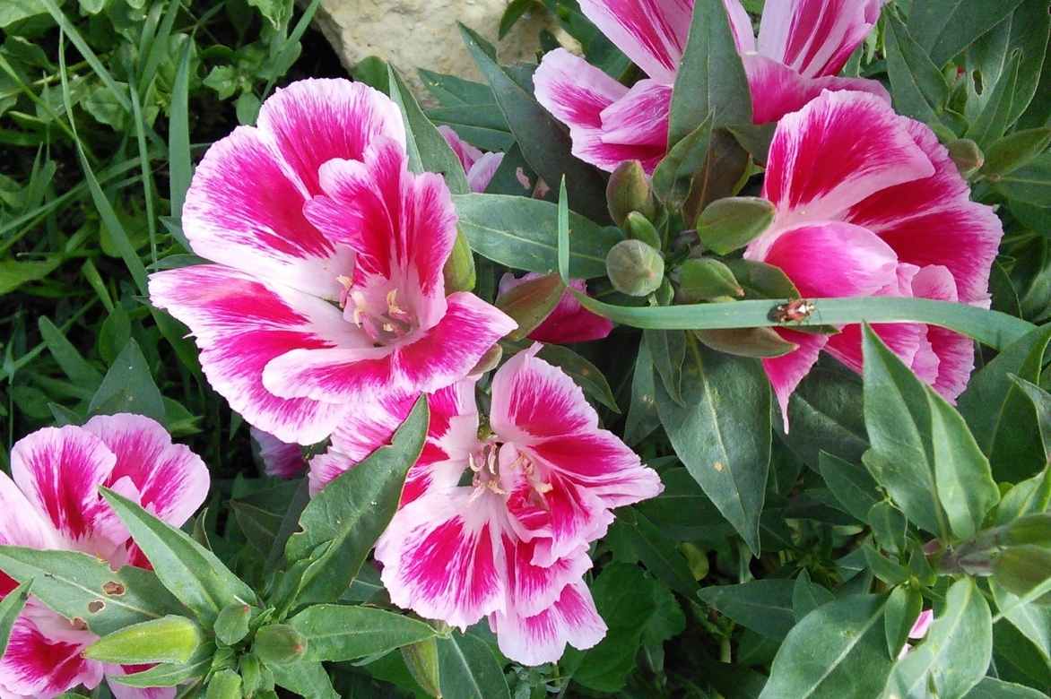 Godetia, Clarkia, fleur de satin