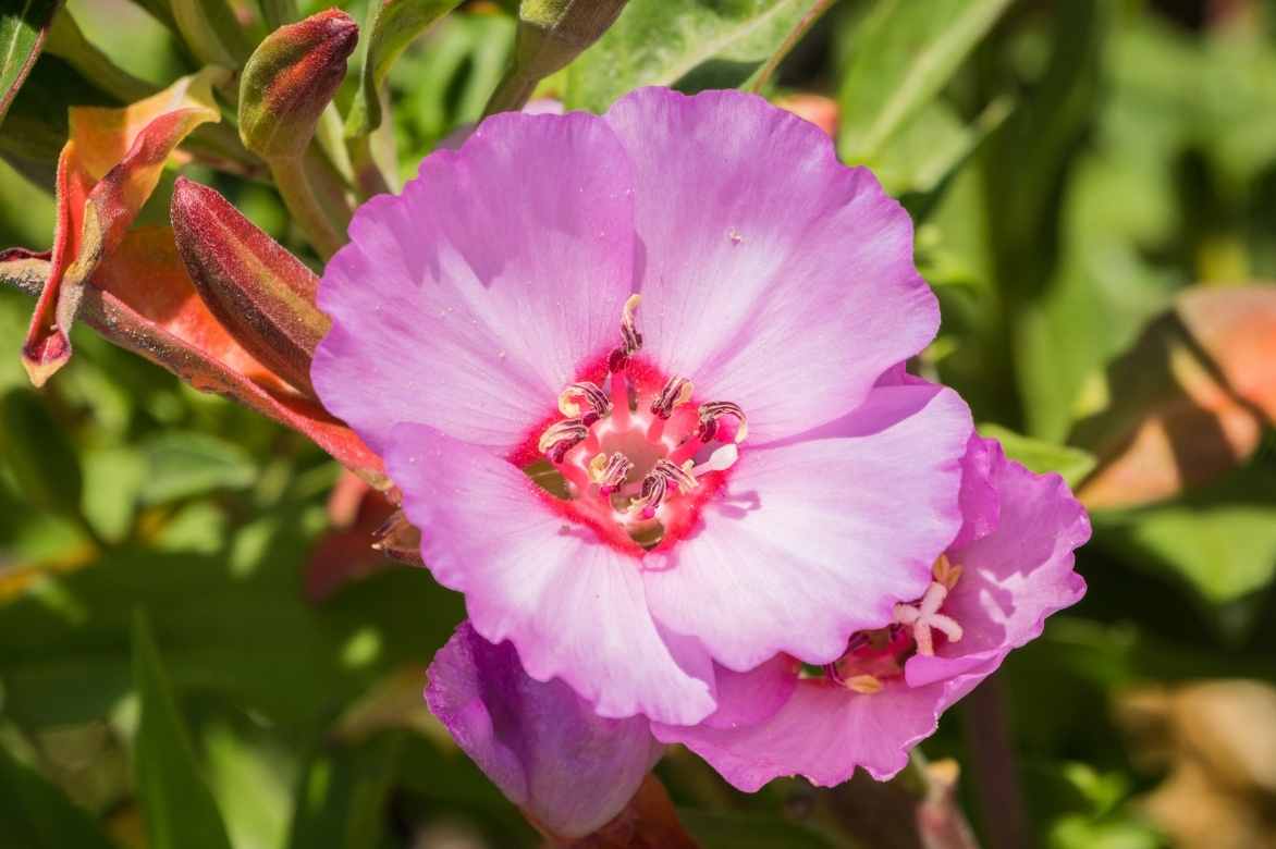 Godetia, Clarkia, fleur de satin