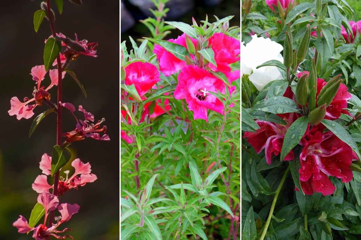 Godetia, Clarkia, fleur de satin