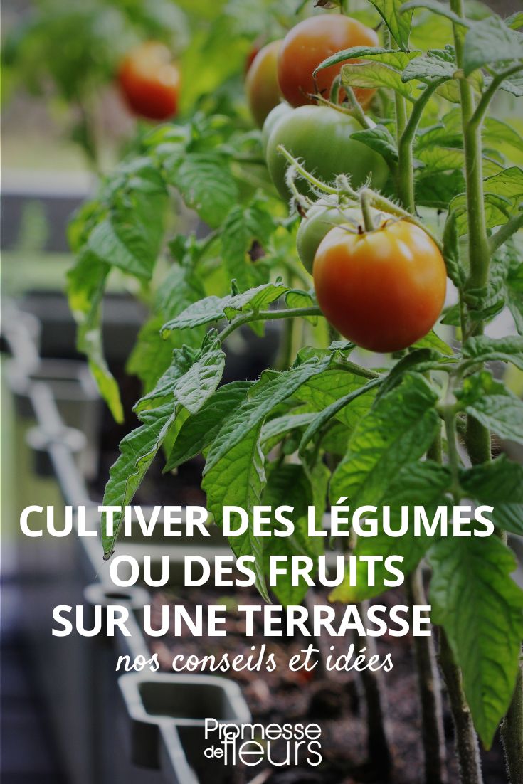 culture potager pot bac jardinière