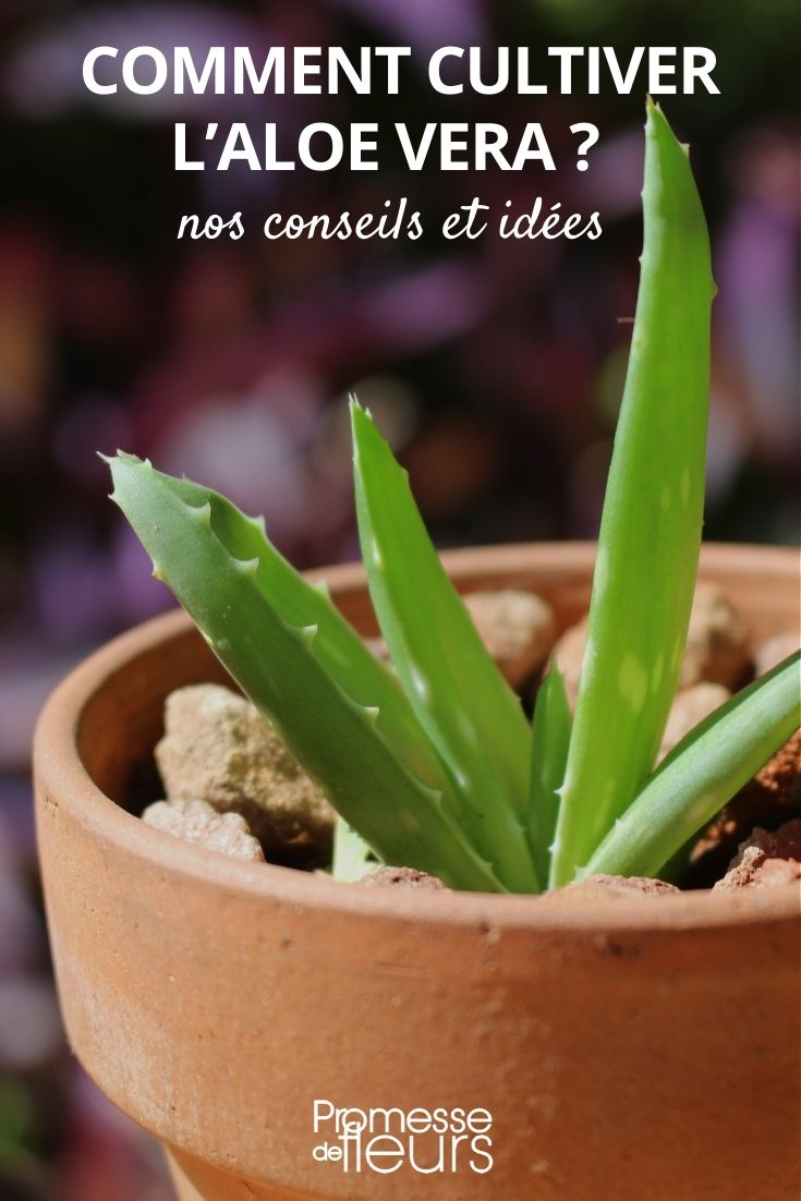 culture Aloe vera