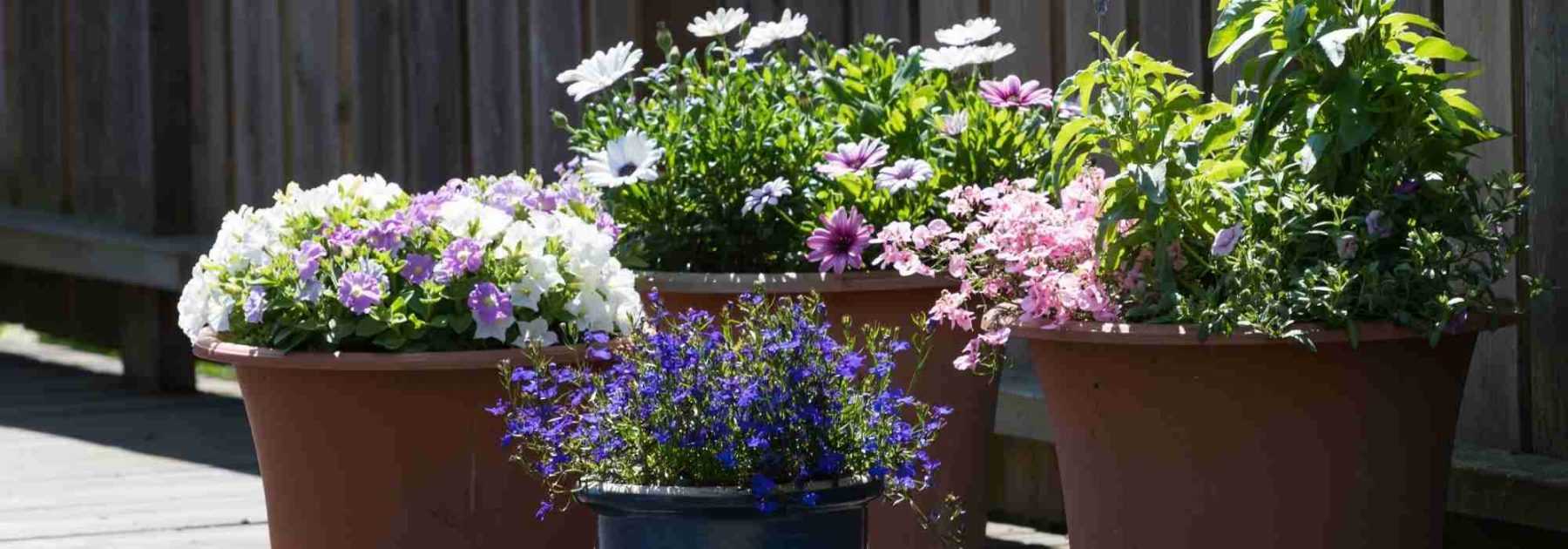 Comment obtenir du compost - La Roseraie du Désert - Rosiers, Pépinière  Plantes et Fleurs