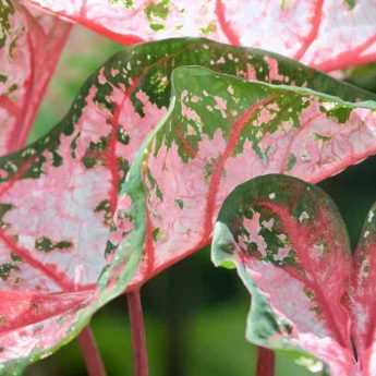 Cultiver un caladium en pot