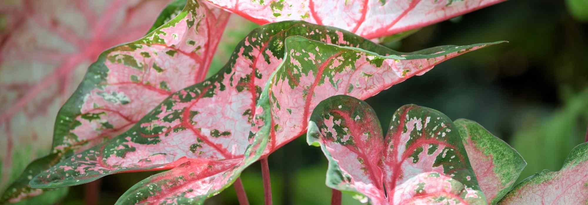 Cultiver un caladium en pot