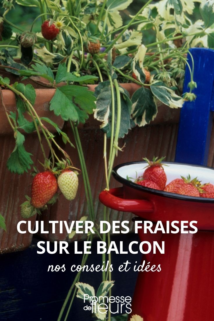 culture fraises bac pot jardinière