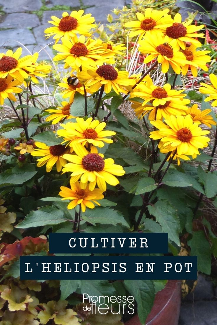 culture Heliopsis pot bac jardinière