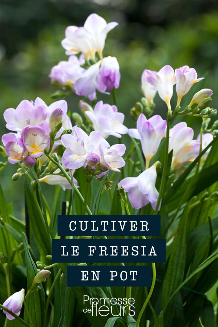 culture freesia pot bac jardinière