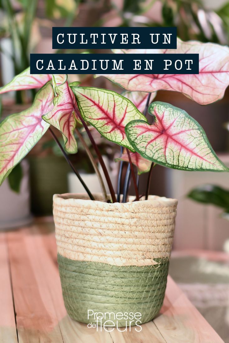 culture caladium pot bac