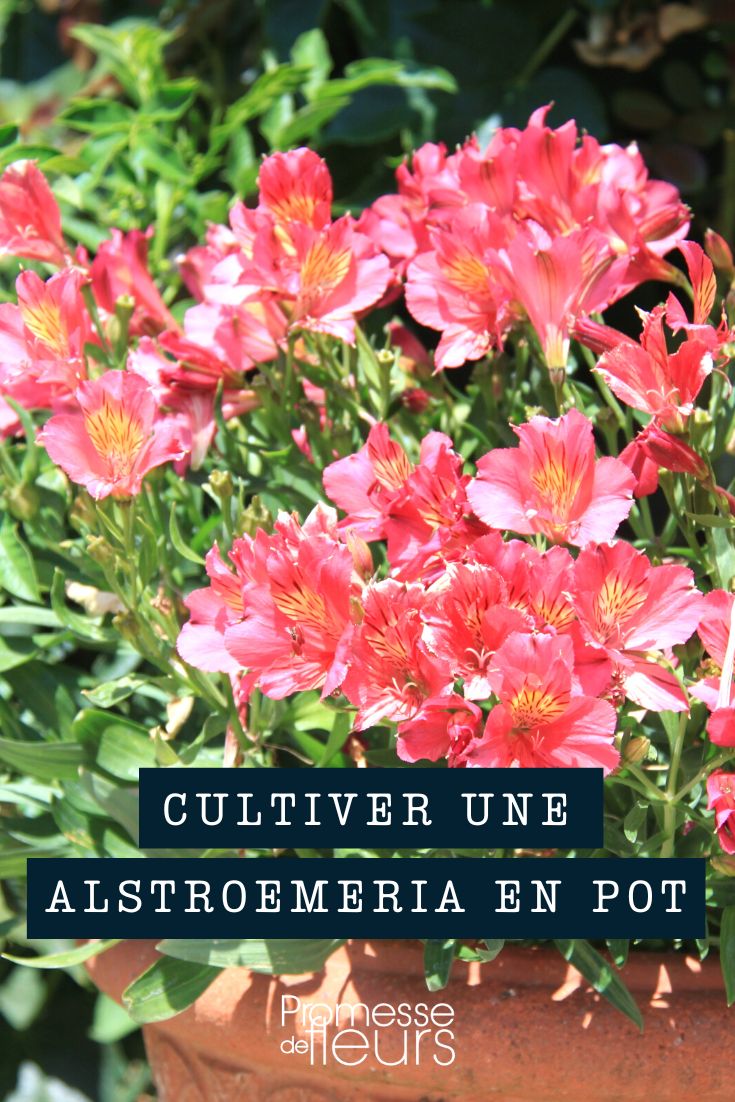 Cultiver une alstroemeria en pot