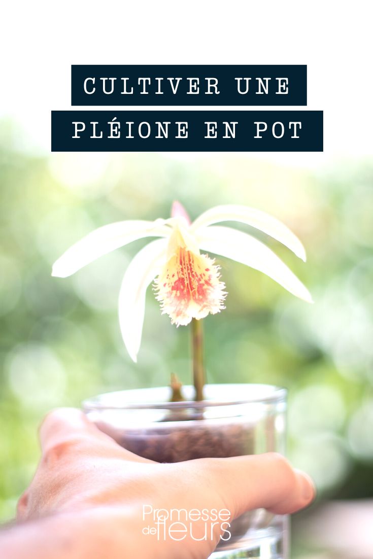 Cultiver une pléione en pot