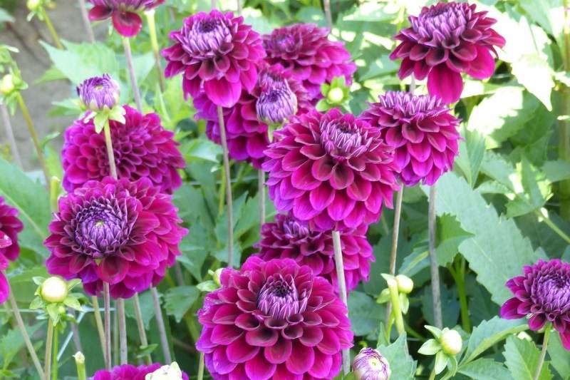 comment pincer les dahlias