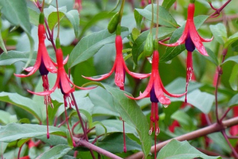 Fuchsia regia Reitzii