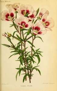 Godetia, Clarkia, fleur de satin